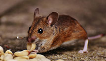 24 Hour & Emergency Exterminators in Darlington Heights, VA